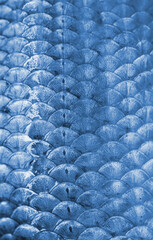Real crucian fish scales - natural background. Blue toned. © Vladimir Arndt