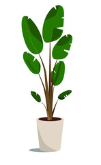 Houseplant in a pot. Banana palm tree. Vector illustration