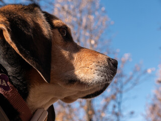 A closeup portrait of a beautiful cute beagle dog in a harness standing with nature background...