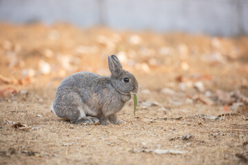 Rabbit on dry grass. Spring Easter baby rabbit. Cute domestic animal.