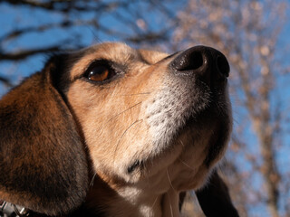 A closeup portrait of a beautiful cute beagle dog standing with a nature background behind