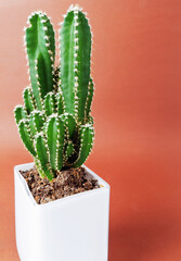 Cactus Pole Cereus on a brown background