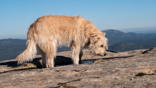 An eye-level shot of an adorable furry dog standing on top of a cliff snif