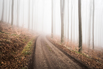 Path in autumn misty forest