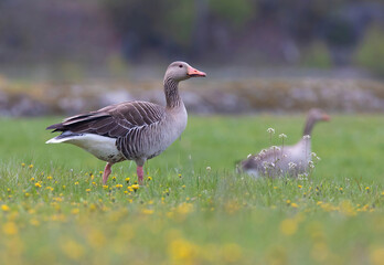 The greylag goose (Anser anser) is a species of large goose in the waterfowl family Anatidae and the type species of the genus Anser.