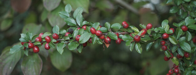 Banner/Deko/quer: Rote Beeren des Weißdorn (Lat.: Crataegus)