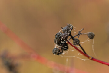Dunkle Beeren des Hartriegel (Lat.: Cornus) im Herbst mit Spinnenweben freigestellt vor einem...