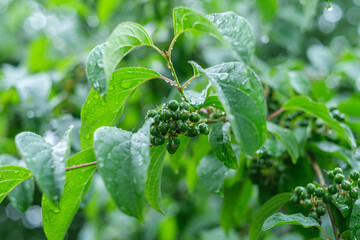 Unreife grüne Früchte und nasse Blätter der giftigen Gartenpflanze Hartriegel (Lat.: Cornus) bei...