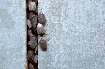 Foto op Canvas stink bugs sitting on the wall close up  © Jana