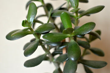 potted crassula ovata, jade tree plant, close up
