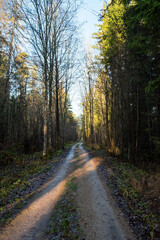 Road through the wood.