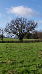 Fototapeta na wymiar Single English oak tree in field in winter with copyspace