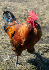 Red rooster on farm yard.
