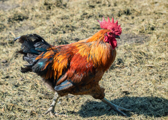 Red rooster on farm yard.