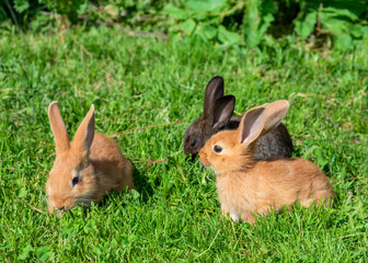Rabbits on a grass.
