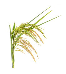 Ears of paddy rice grain isolated on white background