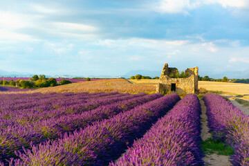 Naklejka na ściany i meble Lavender fields near plateau Valensole in Provence, France. Stunning view with a beautiful lavender field at sunset.