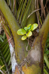 The seedling of a tree growing among the frond bases of a nikau palm in New Zealand. 