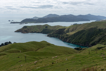 Fototapeta na wymiar D'Urville Island viewed from the South Island across Current Bay. Grassed hills of a sheep farm in the foreground. Marlborough, New Zealand