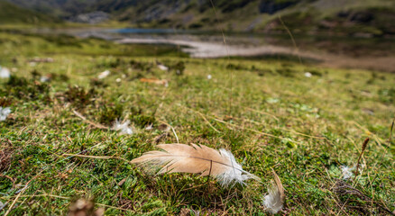 Feather on the ground with shallow depth of field