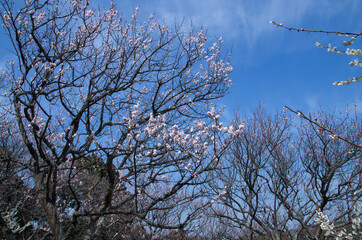 梅の花と青空