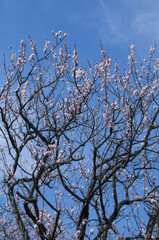 梅の花と青空