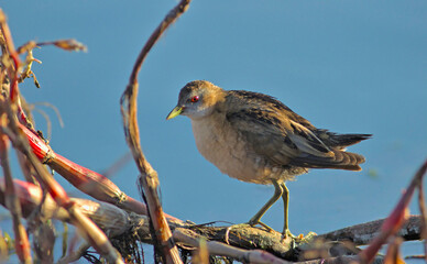 Little Crake (Porzana parva), Greece