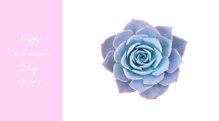 Valentine's Day 2021 , single blue succulent with Happy valentine's day 2021 word on pink background . Love celebration postcard concept 