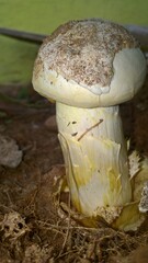 boletus edulis mushroom