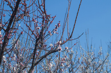 梅の花と青空
