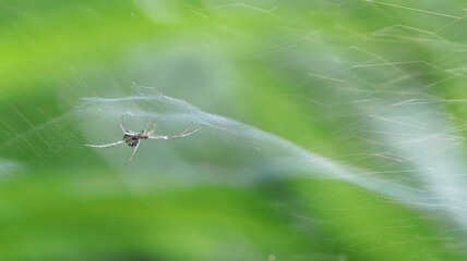 Tent weave spider