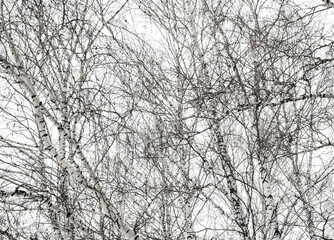 Branches without leaves against the sky. Abstract bare birch branches.