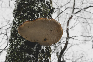 Piękna huba na tle zimy © calibanx