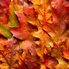 Autumn background from colorful leaves. Close-up photo of texture of autumn leaves. Thanksgiving day background.
