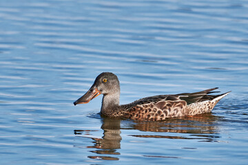 Schwimmende Löffelente