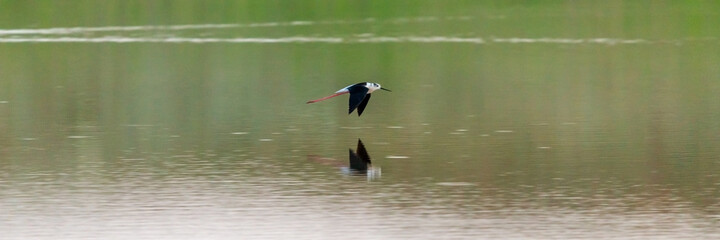A Black-winged Stilt or Himantopus himantopus in flight