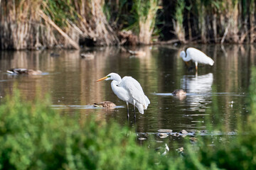 Silberreiher im Neeracherried