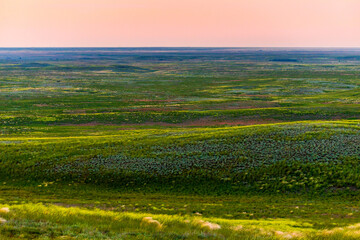 Wildflowers blooming in wild spring steppe. Colorful flowering field with forb