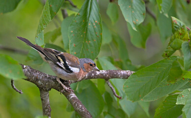 Chaffinch (Fringilla coelebs), Greece