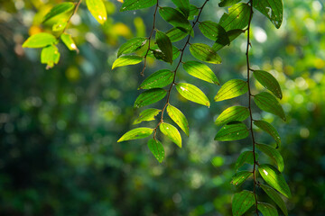 Fresh green leaves with early morning light in the forest, nature photography