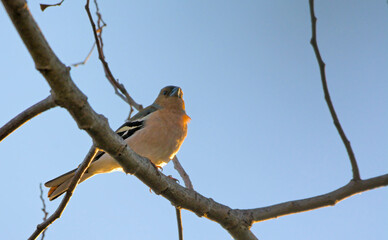Chaffinch (Fringilla coelebs), Greece