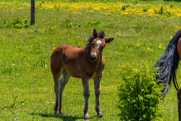 young horse in the field