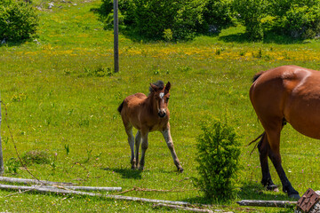 Naklejka premium young horse in the field