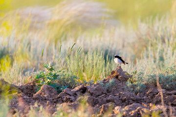 Pied wheatear or Oenanthe pleschanka in natural habitat