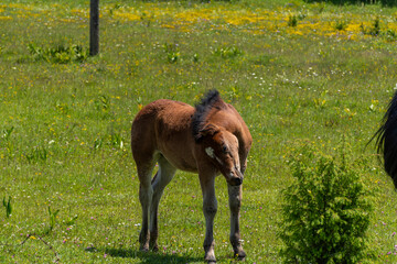 young horse in the field