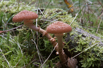 Pilze im Waldboden