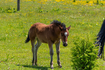 young horse in the field