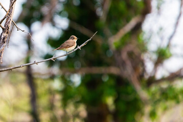 Spotted Flycatcher or Muscicapa striata sitting on the branch of a tree