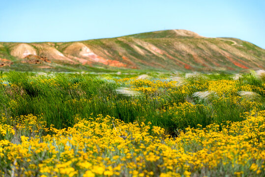 Wildflowers blooming in wild spring steppe. Colorful flowering field with forb
