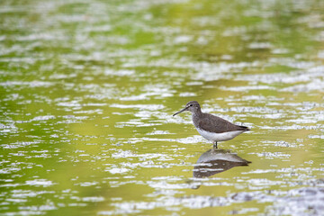 Wood Sandpiper or Tringa glareola or Charadrii. Wild bird in a natural habitat